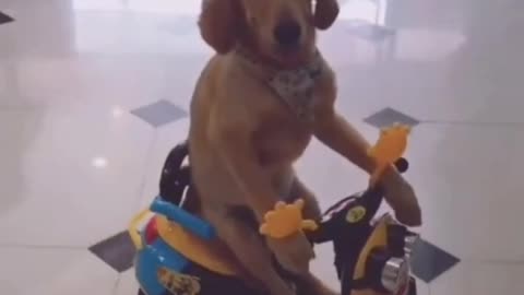 Funny dog riding a bike..funniest dog videos - funniest dogs compilation 2021