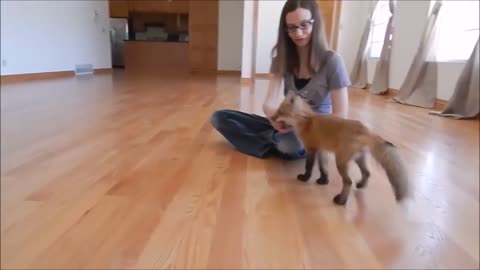 Baby fox playing