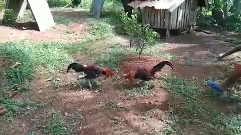 Roaster fighting COCK FIGHT P.H