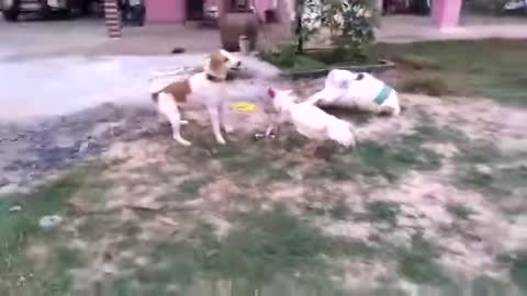 Chicken VS Dog Fight - funny dog fight videos