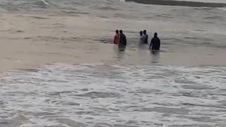Whale beaching in sri lanka