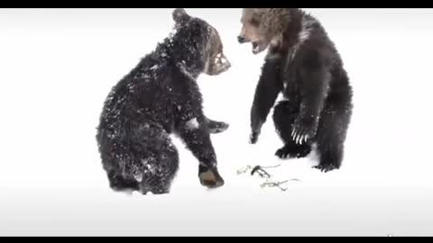 Two cubs fighting