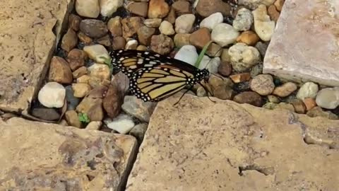 A Beautiful Monarch Butterfly