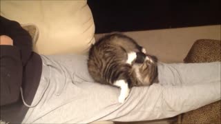 Funny kitten obsessed with own tail
