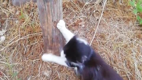 Cat scratching pole