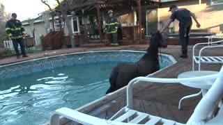 Firefighters rescue horse who fell into owners' pool