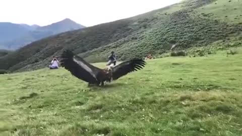 Vulture being released back into the wild