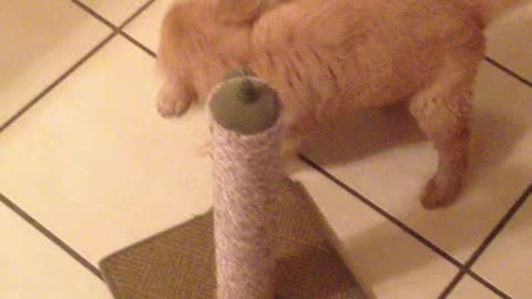 Golden Retriever puppys playing!