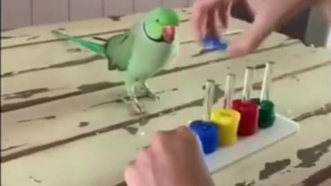 Very smart parrot and plays with colored rings