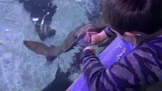 Feeding stingray at the San Antonio Aquarium