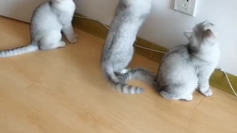 two kittens playing