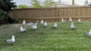 Seagulls and crackers