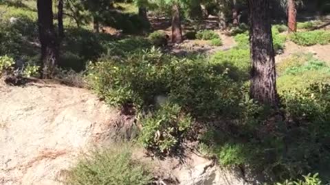 Bear Release That Almost Went Very Wrong. N. Lake Tahoe 9/2/15