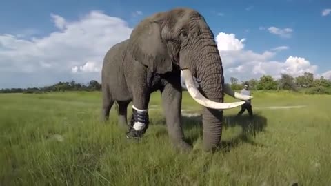 #Jabu the #elephant out for a stroll #sporting his leg brace