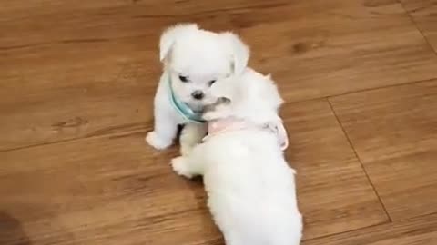 The World's Smallest Maltese videos lovely and cutest puppy video - Teacup puppies