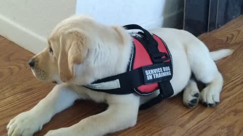 Golden retriever mentors adorable puppy service dog
