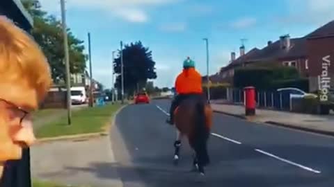 Funny Horse Videos - Try Not To Laugh