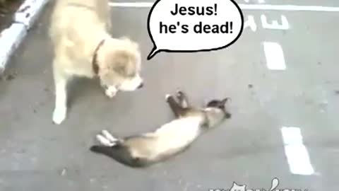 Too funny dog thought the cat was dead ???? soooo funnny tooo funnny