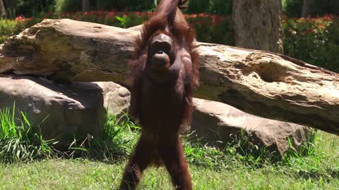 Orangutan -Cute and Funny orangutan