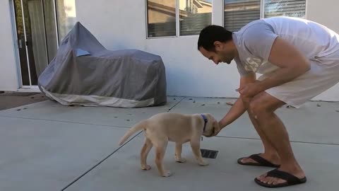 How To Train Labrador Puppy Dogs With Step By Step