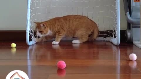 Cat can Also Play Football #cat #football #shorts