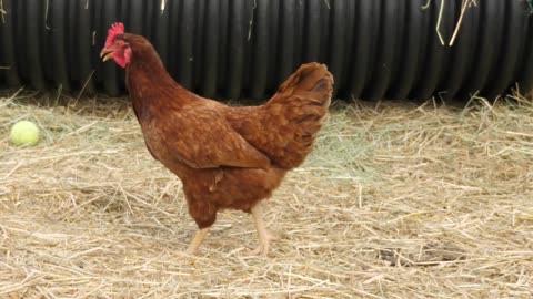 chickens walking around open farm