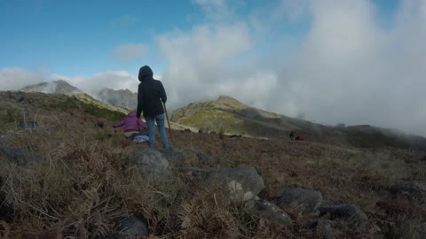 Reforestation on Madeira