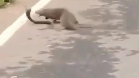 Venomous cobra VS Mongoose. He caught 😱
