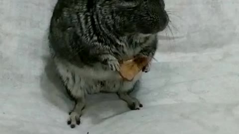 Cute chinchilla eating to cheer you up