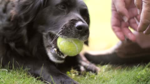 Dog Chewing Tennis Ball