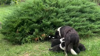 Bush Contains Many Border Collie Puppies