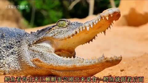 The goannas are not afraid to face the crocodiles.