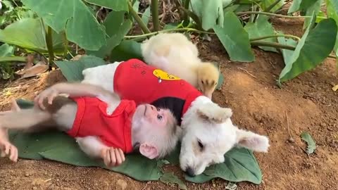 video of dogs, ducks and monkeys being friends and playing together