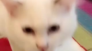 White cat meowing every time owner meows
