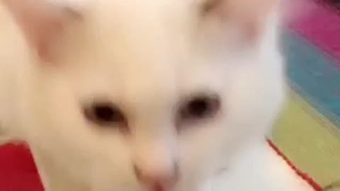 White cat meowing every time owner meows