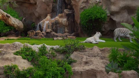 White tiger or bleached is a pigmentation variant of the Bengal tiger