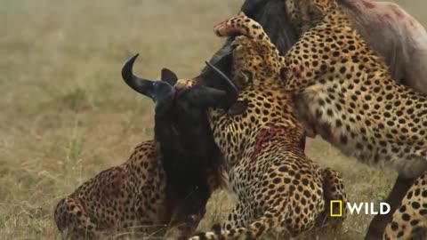 Cheeta and wildbeest video
