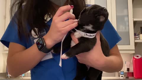 True or False: Puppies finding their voice is the cutest thing in the whole wide world