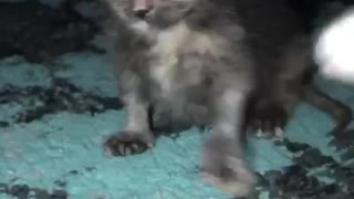 Absolutely adorable baby rescue kitten waving hello and surprise ending!