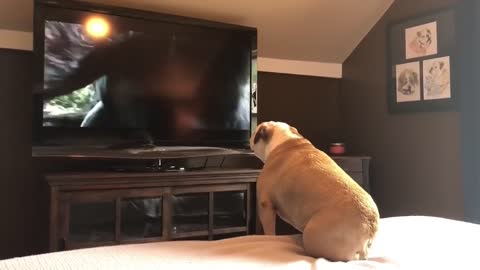 Bulldog Has Incredible Reaction To Actress In Trouble