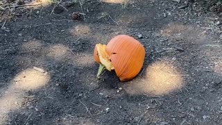 Pumpkin for Wildlife