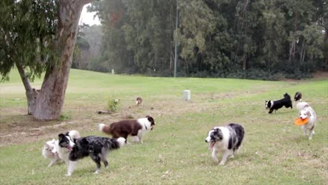 A group of smart dogs picks up the flying cap