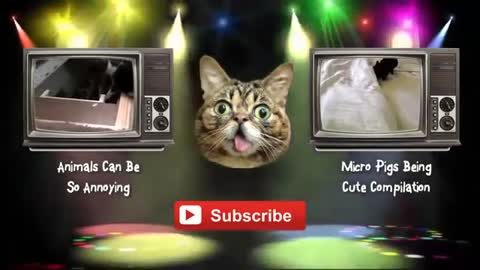 funny cats,funny cat videos ,funny animals,funny video,cats funny,funny videos,funny