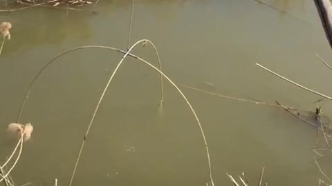 How to fish in Russia