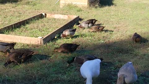 Rouen Ducks and Cotton Patch Geese in Orchard-Garden