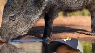 What's the difference between a feral pig and javelina?
