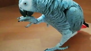 Weirdo parrot walks down the stairs instead of flying