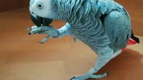 Weirdo parrot walks down the stairs instead of flying