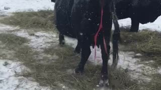Reggie the Horse Helps Around the Ranch