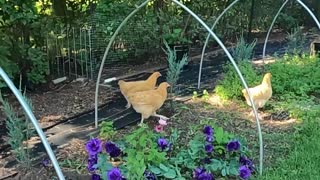 Adorable chickens strolling through Lisianthus flowers on a summer day.